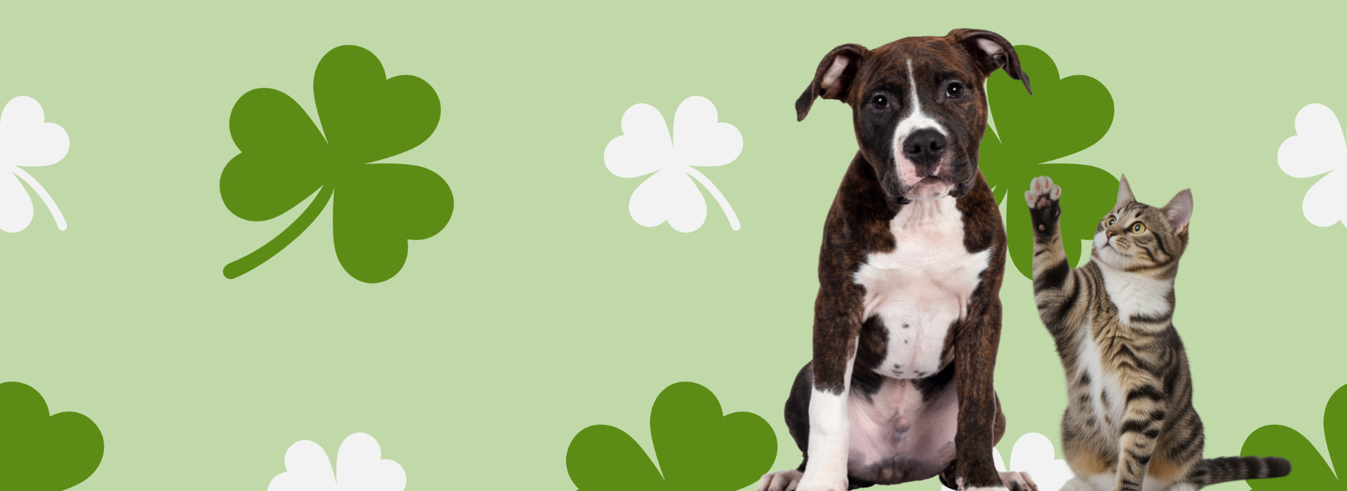 Shamrocks for Shelter Pets